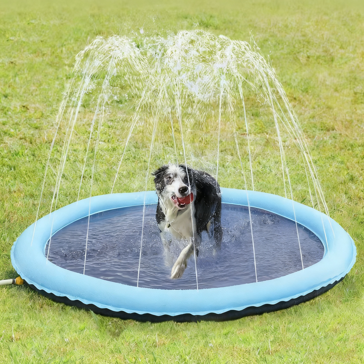 Aqua Splash – Die interaktive Pet-Sprinkler-Matte für kühle Köpfe