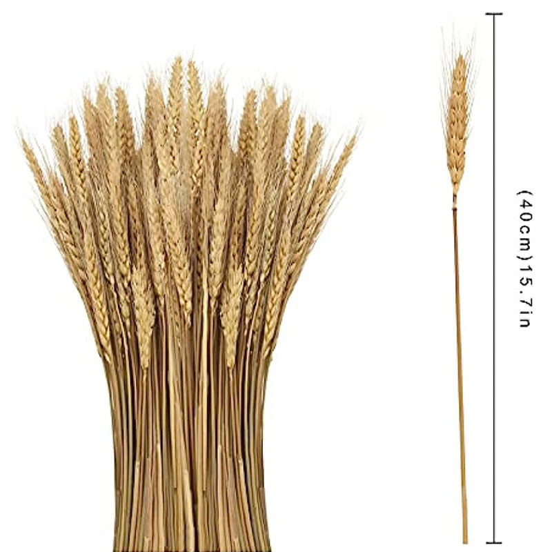 Getrocknete Weizenähren für Boho-Dekoration – Natürlicher Trockenblumenstrauß für Hochzeiten, Feiern und Home Decor